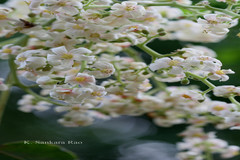 Reutealis trisperma